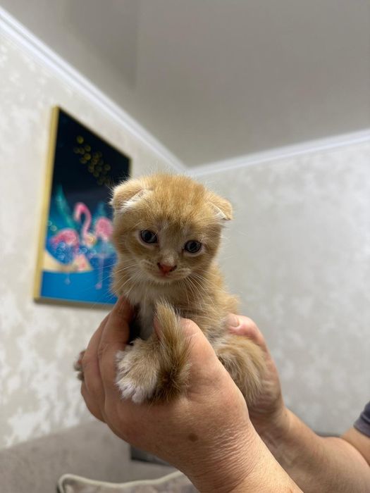 Шотландские котята