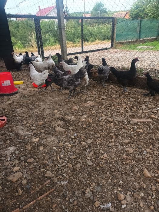 De plecare cocoșii Australorp  de 3 luni jumate