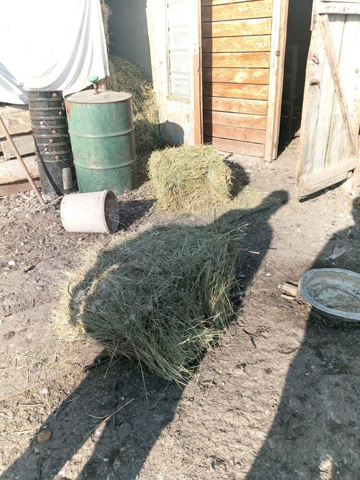 Продаю утят и сено