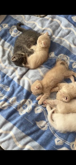 Мушук, мушукча, котёнок, котята