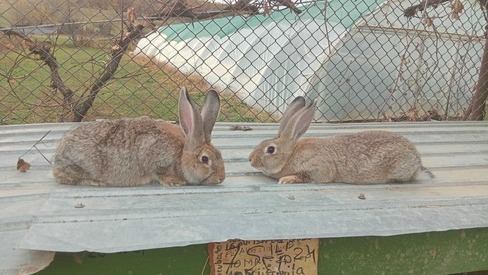 Vand iepurite Hycole Ffrancez