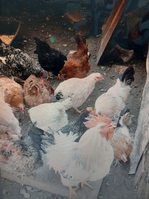 Pasari de curte da vanzare