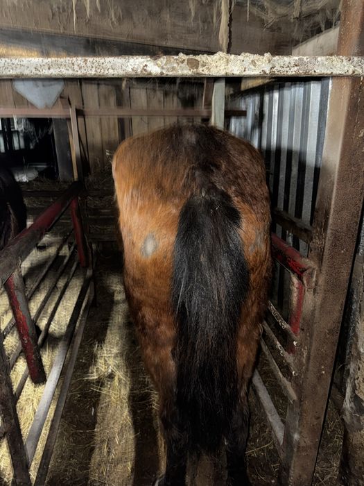 Продам 2 кабылки