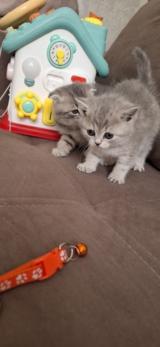 Шотландские вислоухие котята