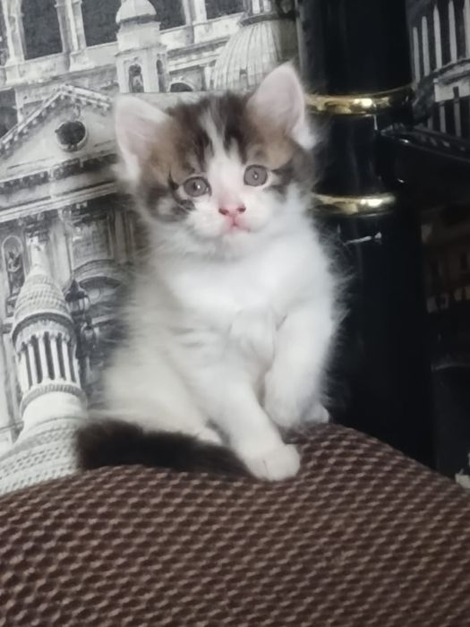 Отдам  котят девочки