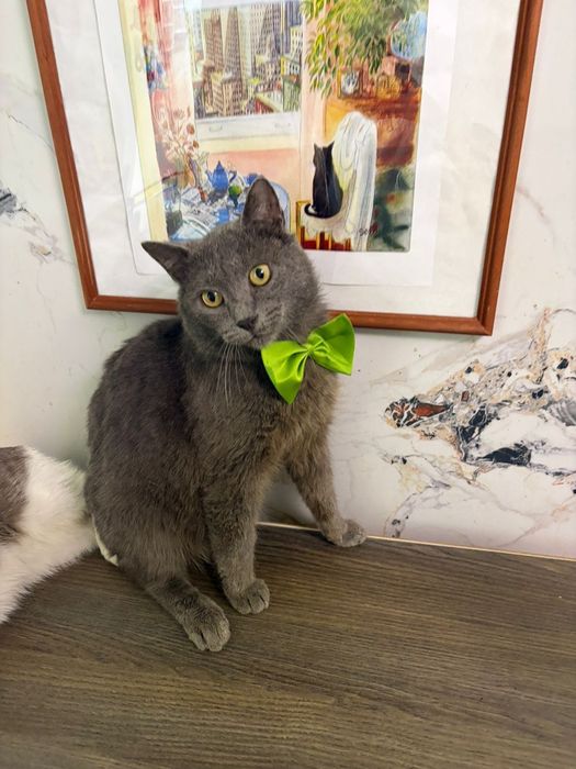 Кот в добрые руки