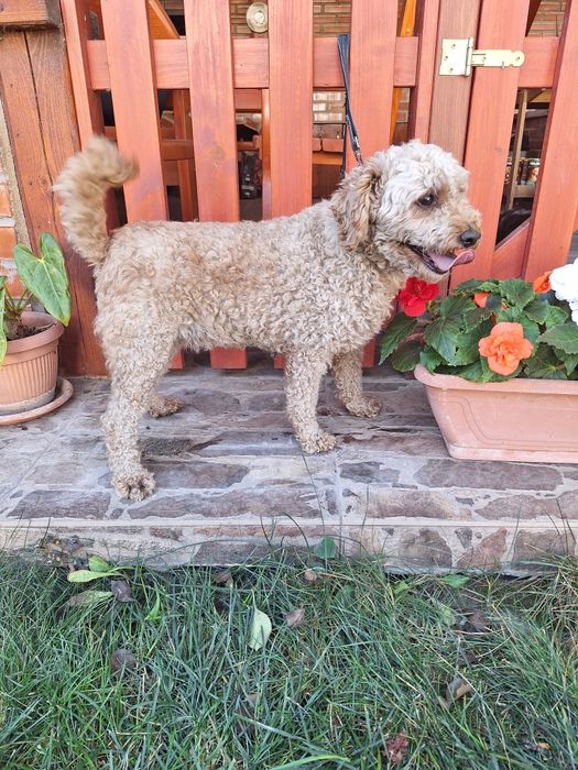 Pudel/Caniche femela