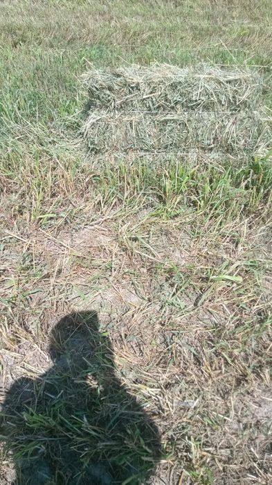 Продам сено судака в тюках