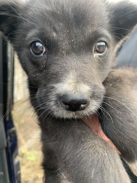 Щенки ответственым людям