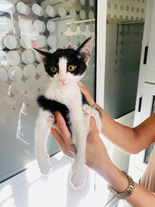 Котенце, момиче, 2 месеца