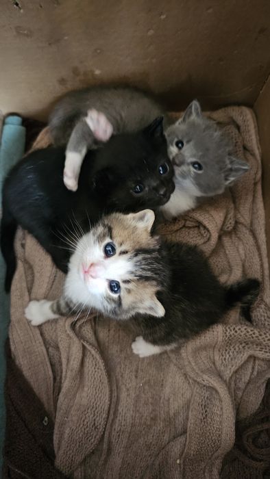 Отдам котенка в добрые руки)))
