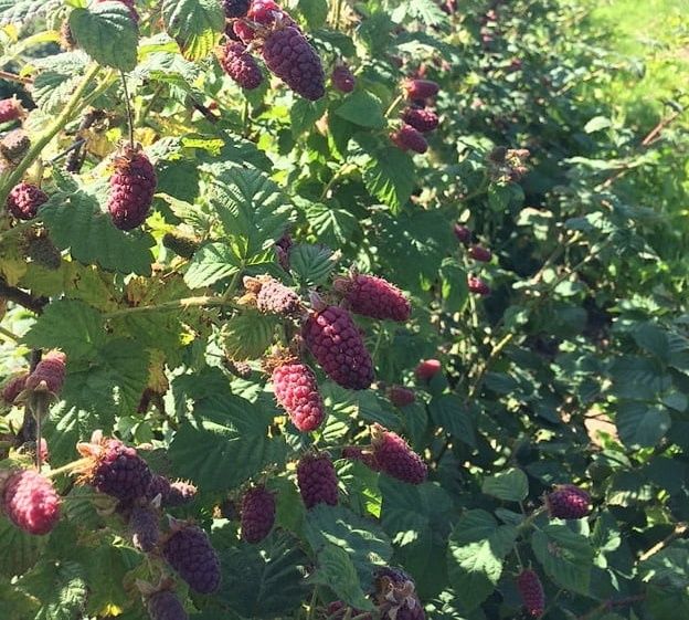 Разсад Логанбери налични 120 корена. Цена 1 корен - 3.50 лв (1.79  Евр