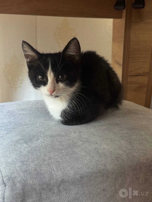 Отдам котенка даром