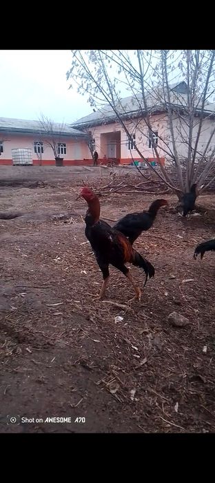 Мартский шөже сатылады