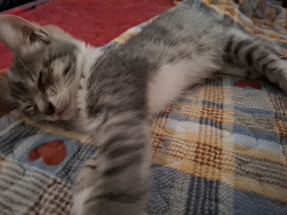 Кошка 4 месяца бесплатно