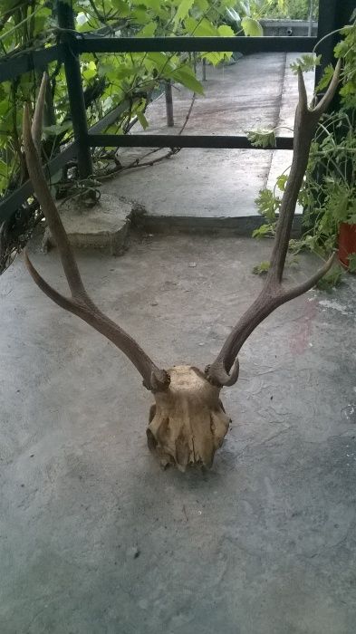 Еленови рога с череп!!!