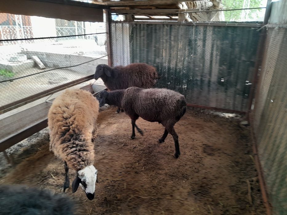 Quylar hamda quchqor sotiladi