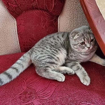 Продам Вислоухого Шотландца