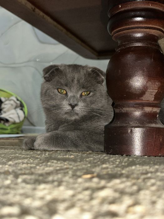 Кот mushuk scottish fold
