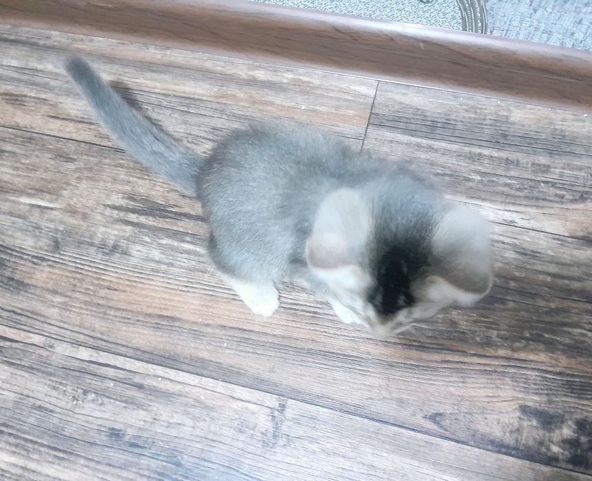 Serebry shinshilla 2,5 oylik