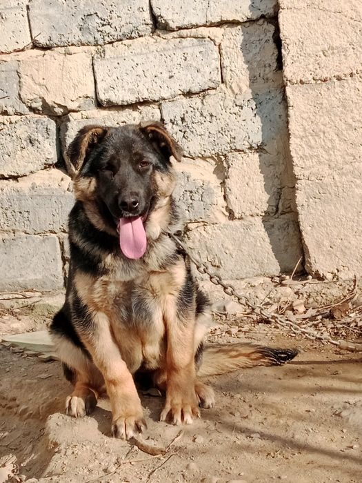 Немецкая овчарка