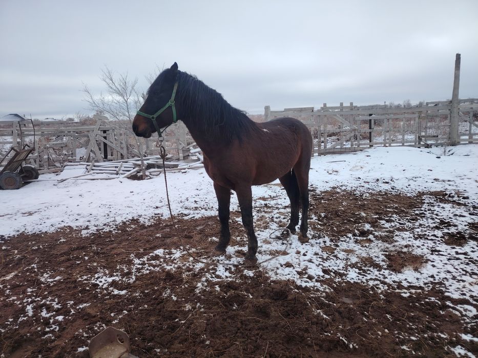 Айгыр сатылады жасы 9да