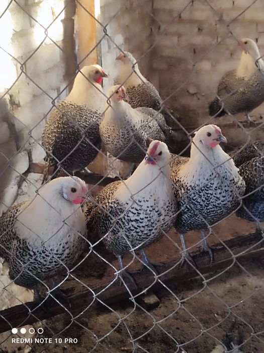 Разплодни яйца от Вествалска кокошка