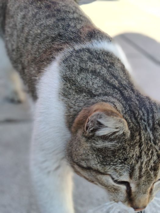 Отдадим в хорошие руки