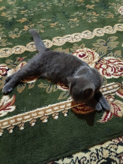 Blue russian cat