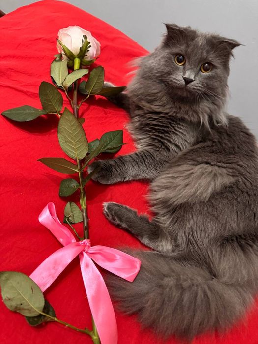 Вязка приглашаем на вязку девочек безплатнооо