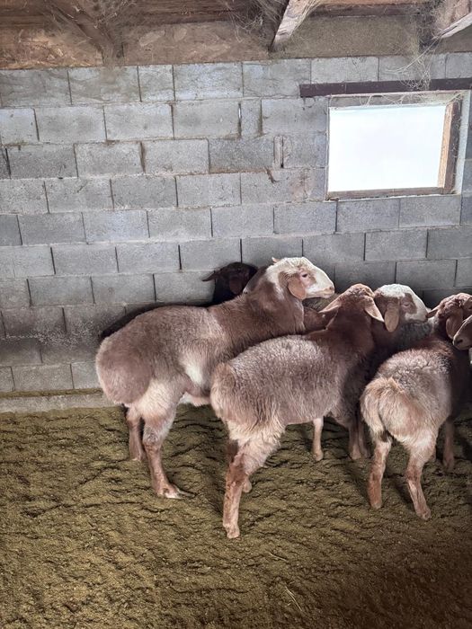 Продам кошкара 2.5 года