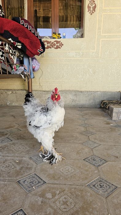 Brama xo'rozlari sotiladi