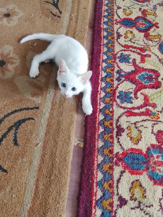 Продаются котята