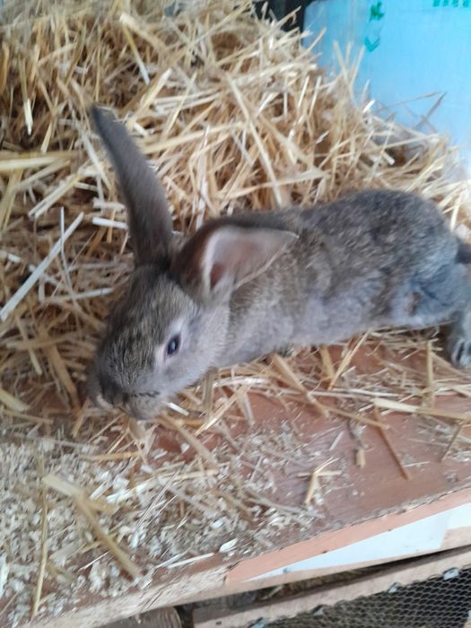 Кролики  крольчата