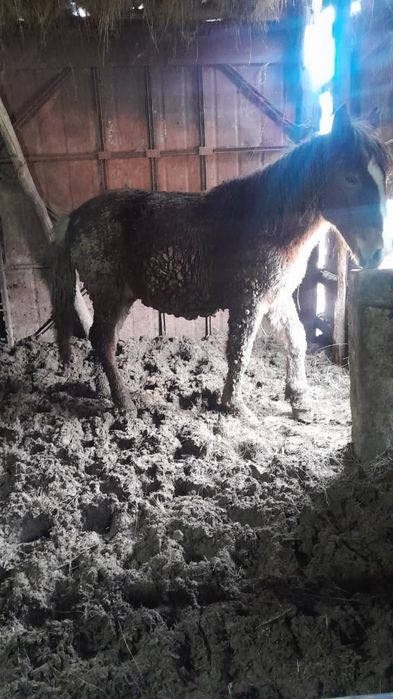 Тайлар (соғым) сатылады.