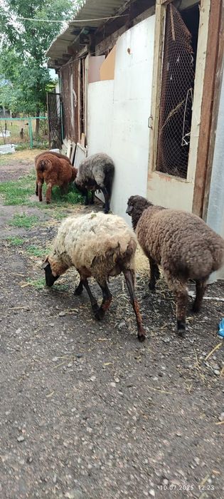 Продам баран в количестве 5 штук.