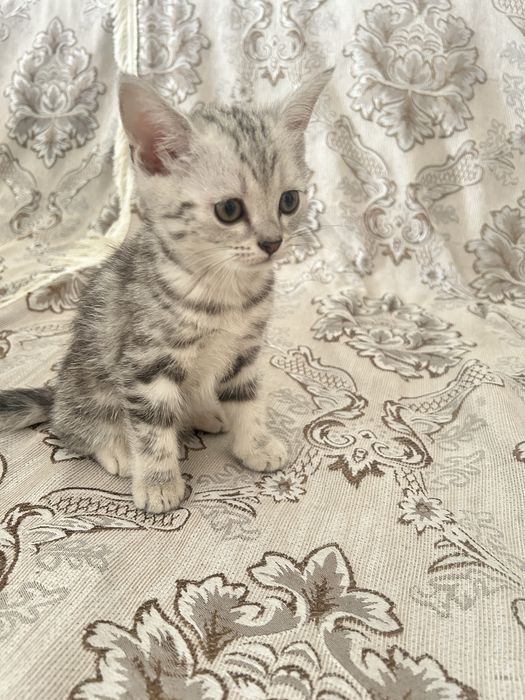 Продаются красивые котята