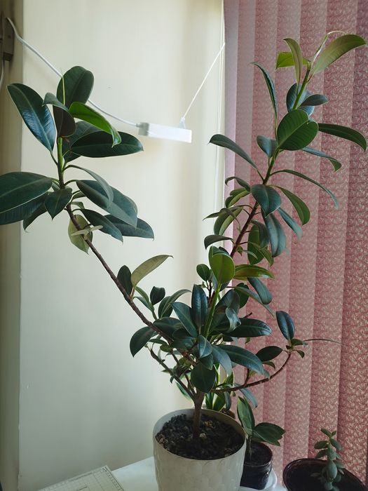 Фикусы большие ..