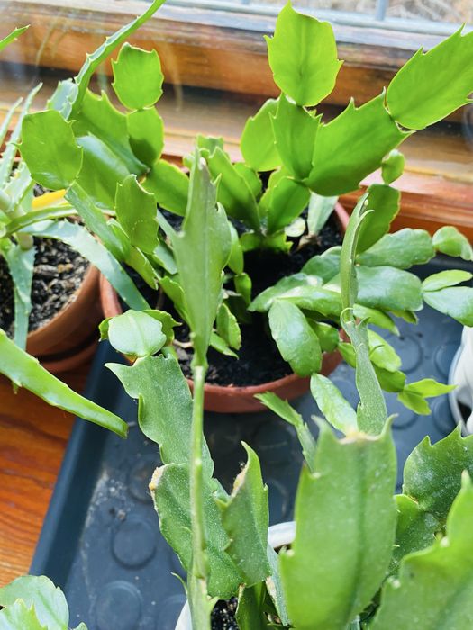 Продам 3 горшка с декабристом!