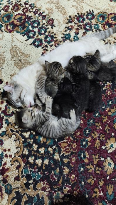 мушикимиз пародни ,Бололарни яхши қулларда бермоқчиз ҳадяга .