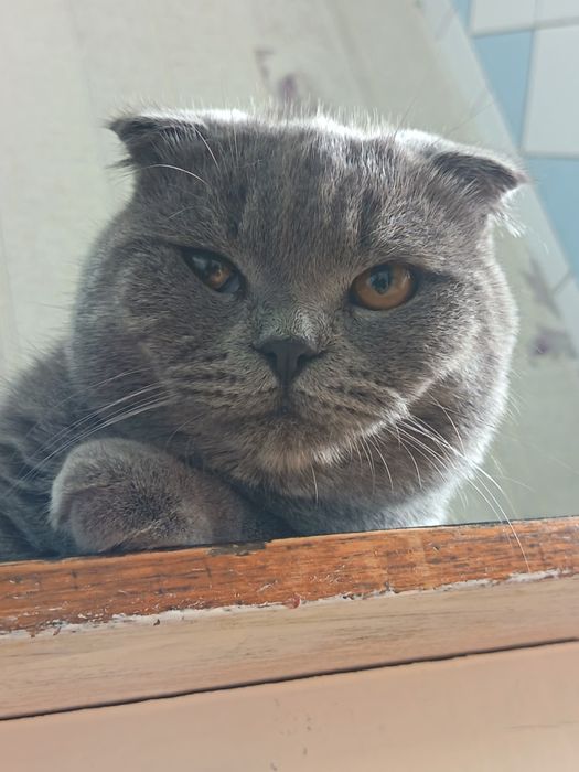 Skotish fold шотландский скоттиш фолд мальчик