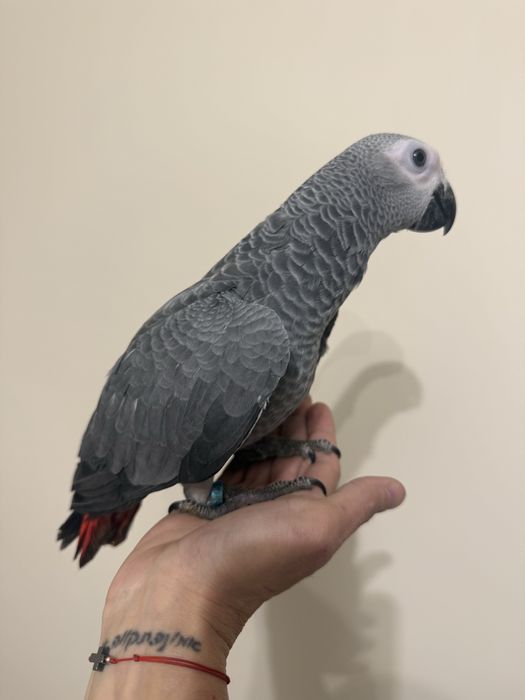 Ръчно хранен папагал Жако