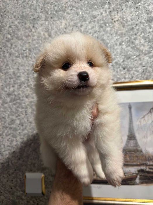 Мъжко Кученце Померан