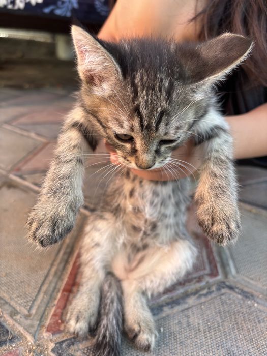 Отдадим котят в хорошие руки