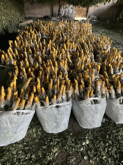 береза веник 500 тг