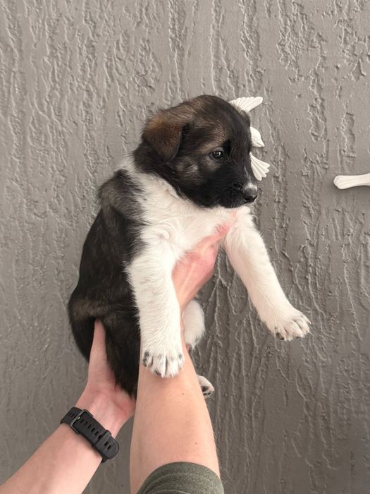 Продам щенков лайки