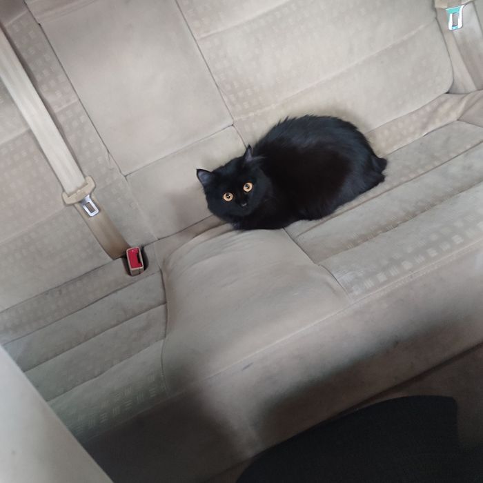 В добрые руки!!!