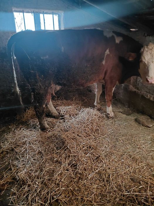 Vand vaci si jurinci