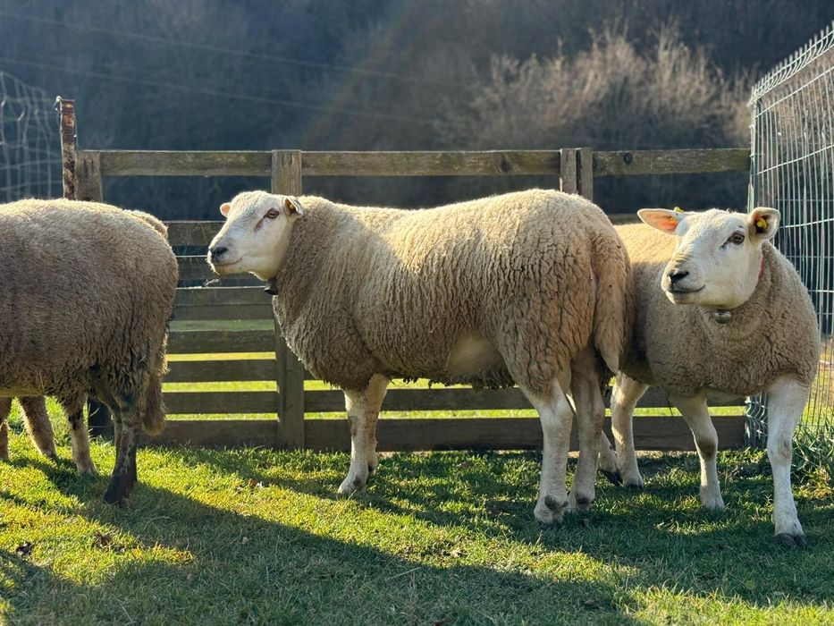 Vând berbec rasa texel original de un an jumate