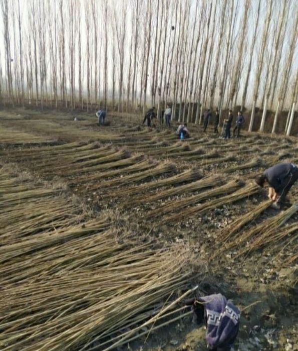 Саженцы тополь акция